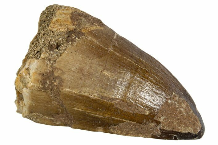 Fossil Prognathodontid Mosasaur Tooth - Morocco #345119